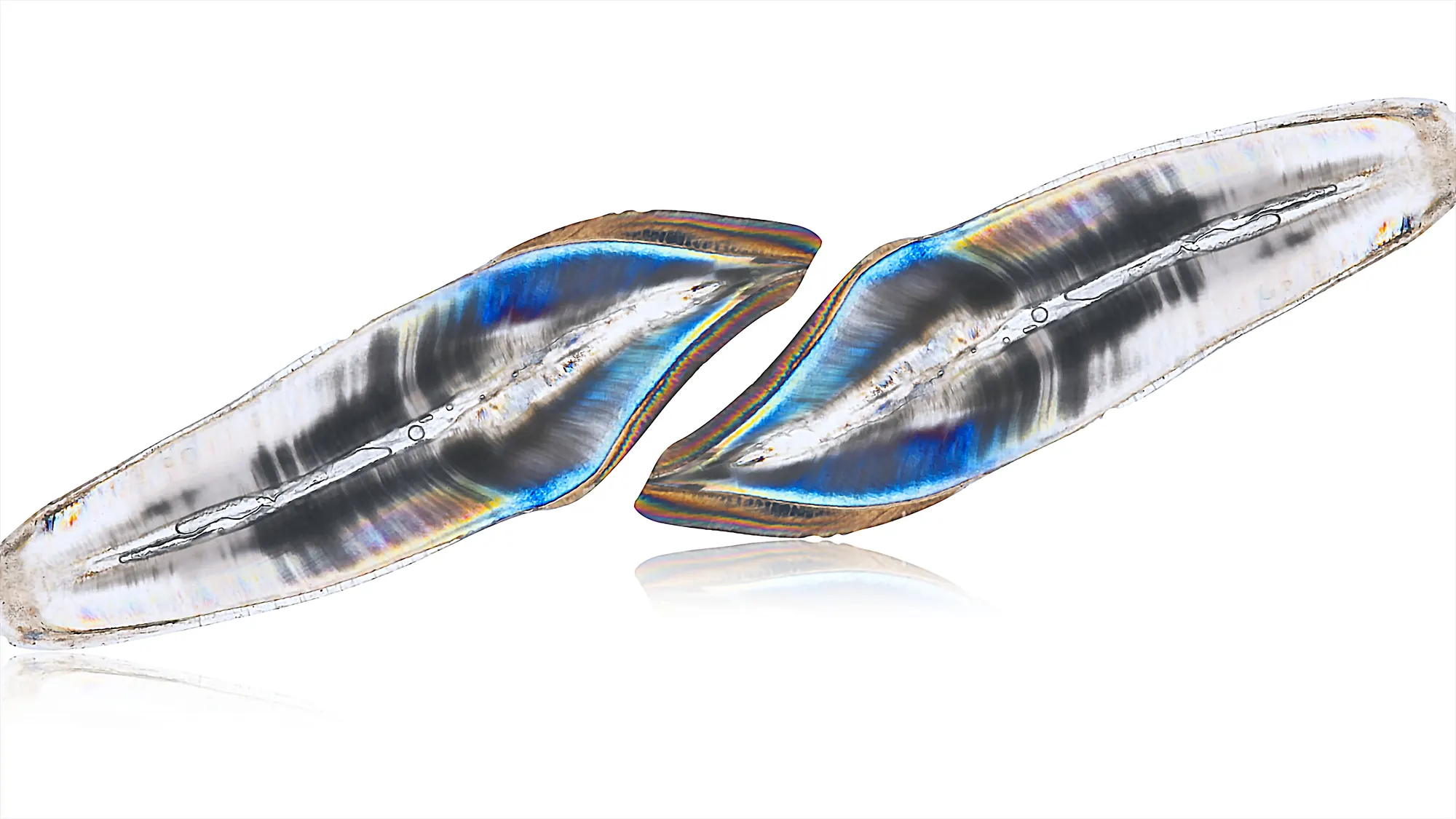 Ceramic veneer shells photographed against white, showing translucency and opalescence