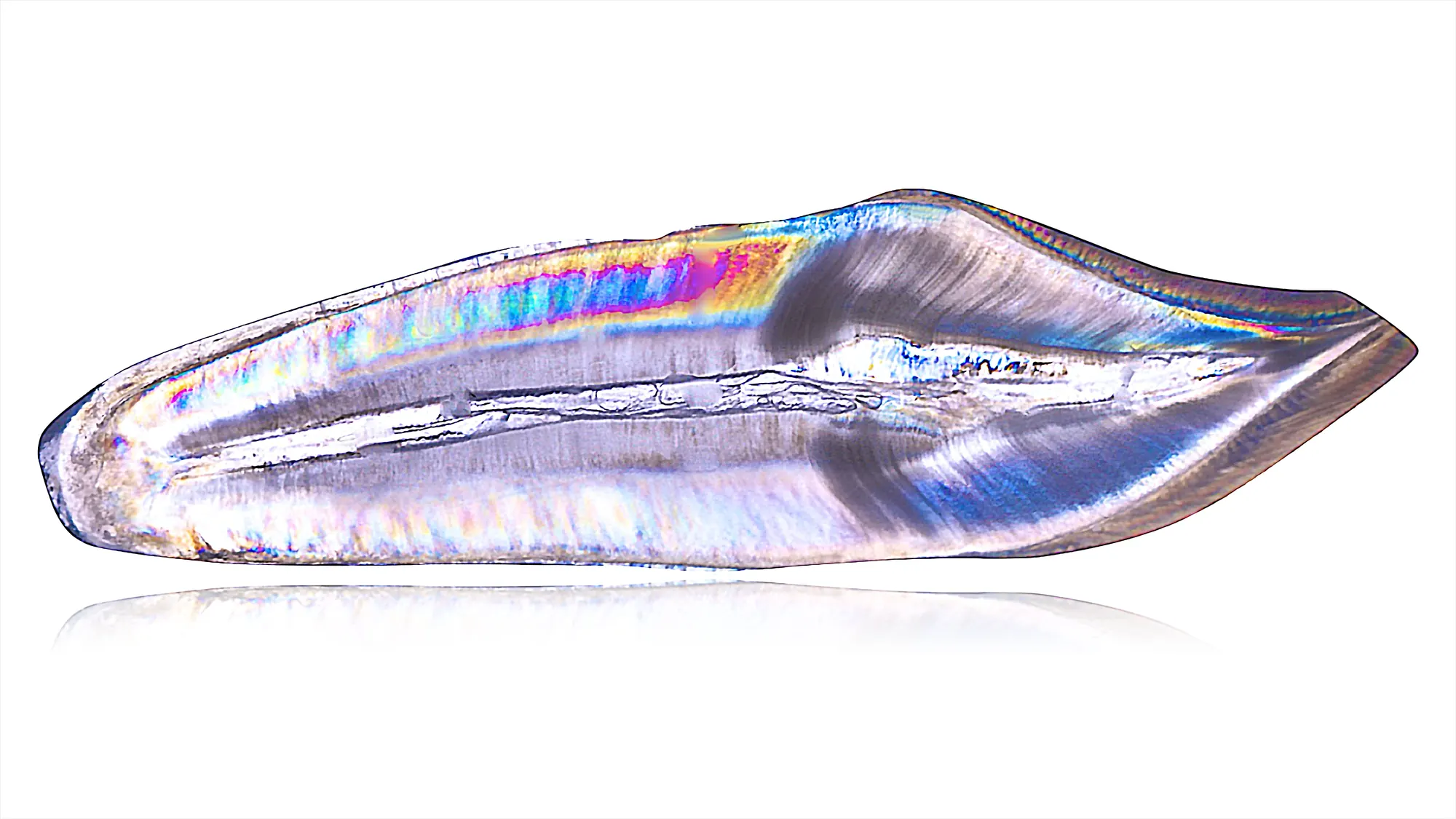 A single ceramic veneer shell showing opalescent colour play